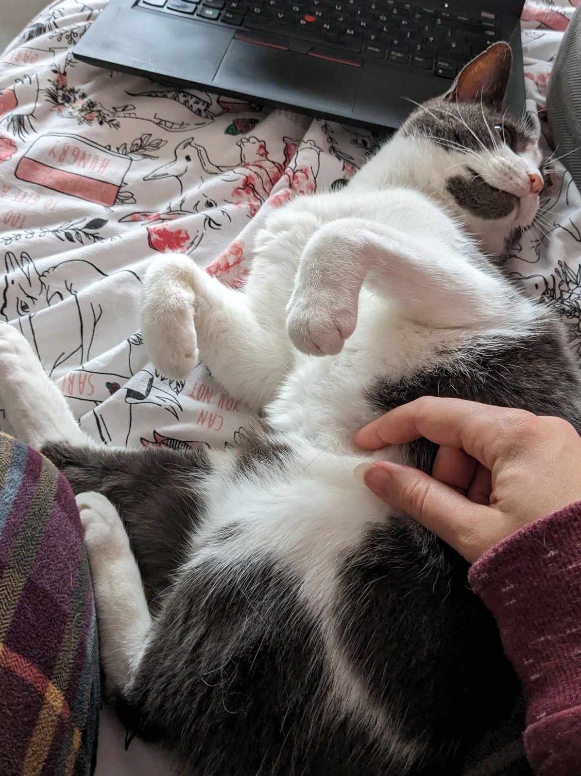 Our grey and white cat lying on his back to get belly rubs.