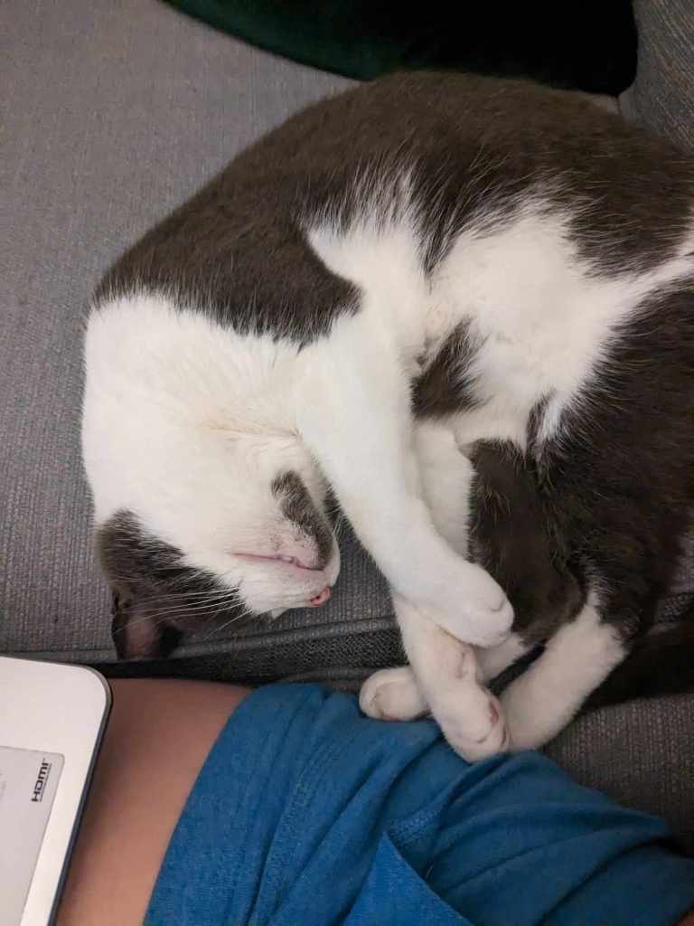Our grey and white cat flomped on the sofa beside me.