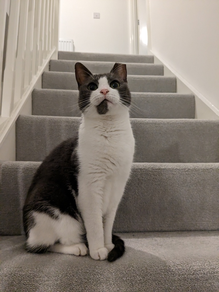 Our grey and white cat proudly posing on the stairs.