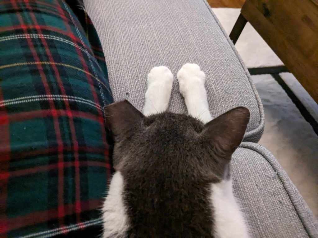 Our grey and white cat lying down on the sofa, white paws outstretched.
